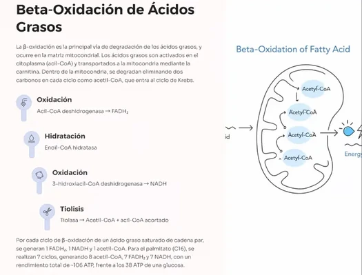 Material visual de Bioquímica Pro System