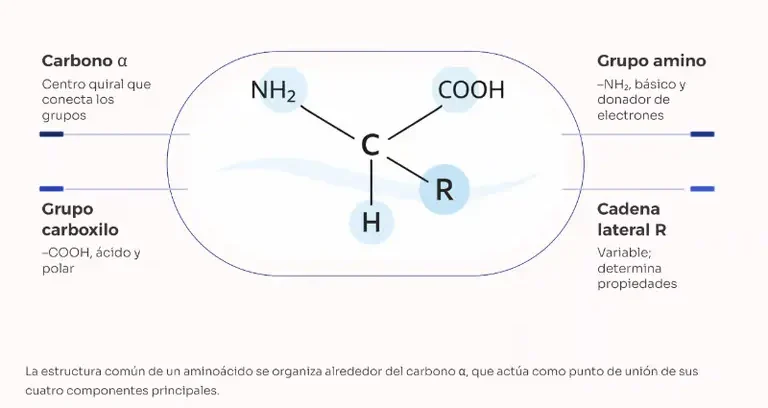 Material visual de Bioquímica Pro System